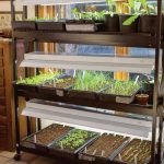 rack for growing seedlings design ideas