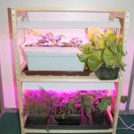 rack for growing seedlings photo options