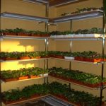 rack for growing seedlings photo options