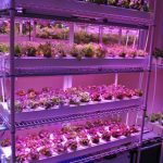 rack for growing seedlings photo ideas