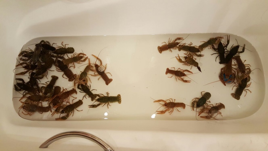 bath with crayfish