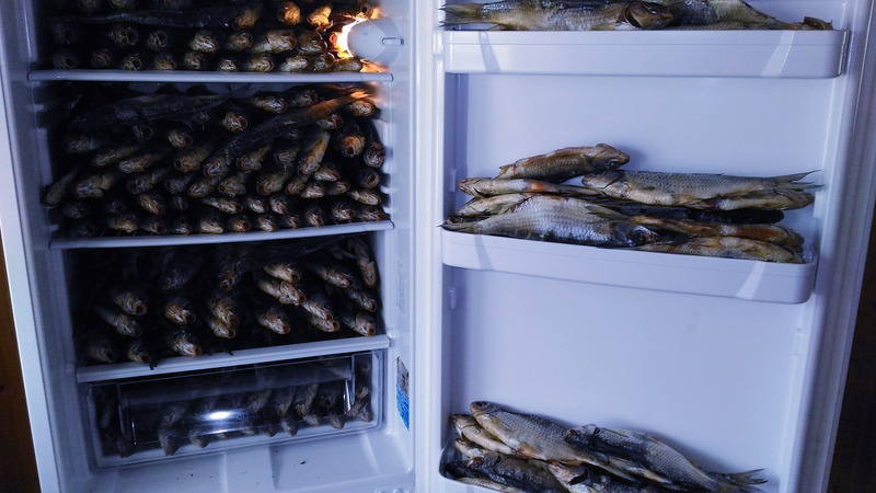 dried fish in the refrigerator