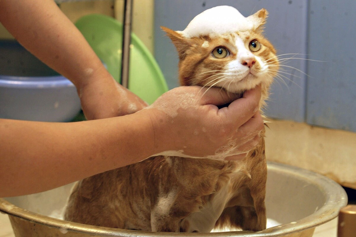 to bathe the cat with a special shampoo