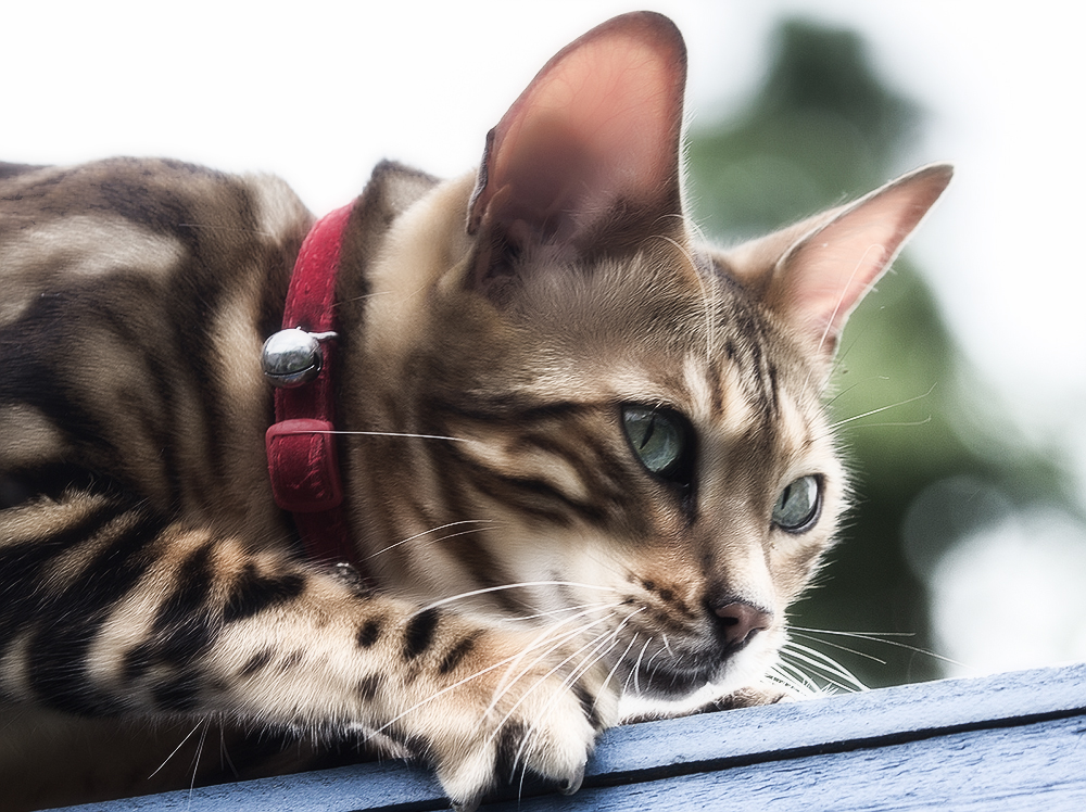 comment choisir un collier anti-insectes pour chat