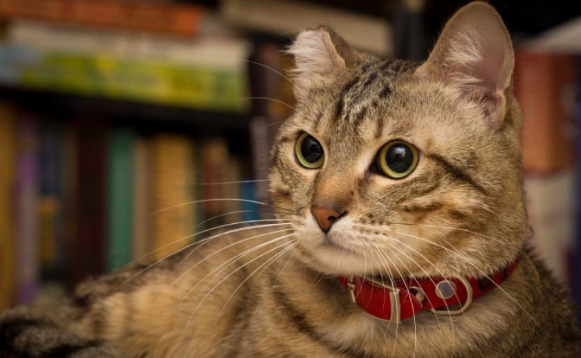 collar safety for cats