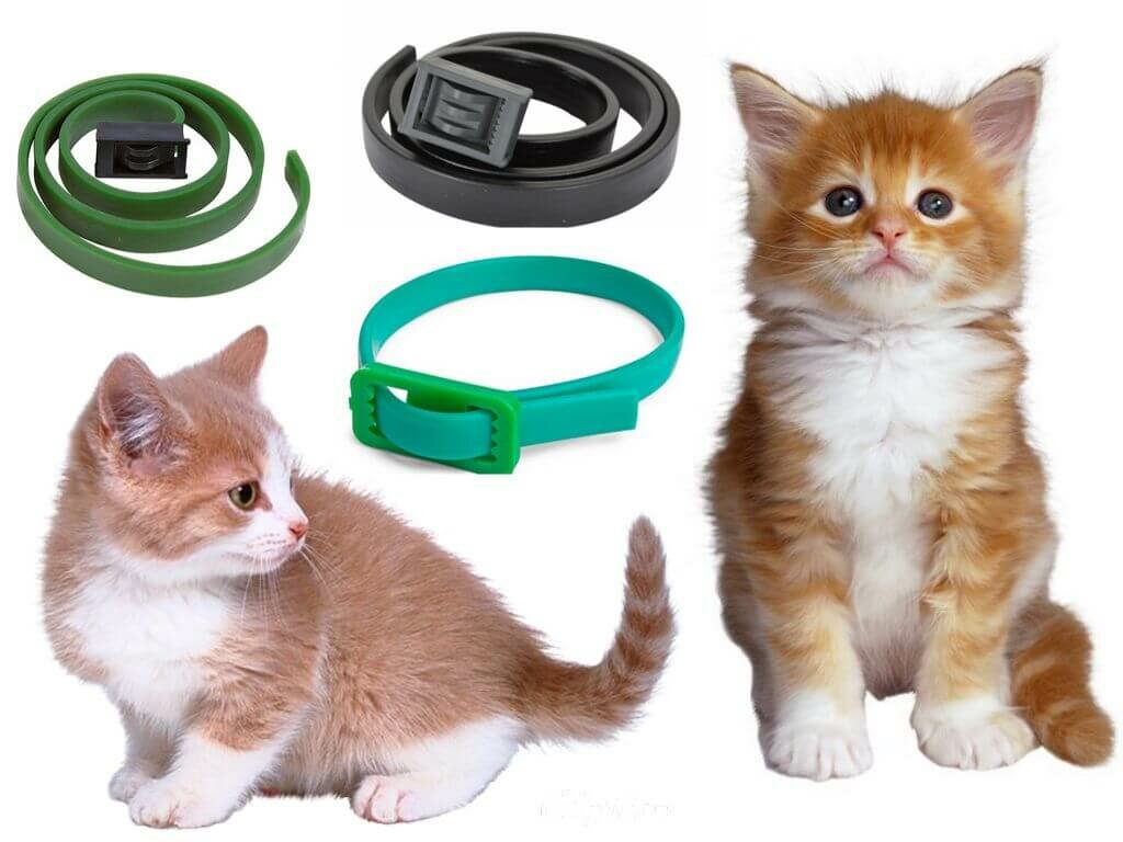 tips for choosing a flea collar for cats