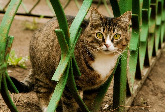 cat in a country house