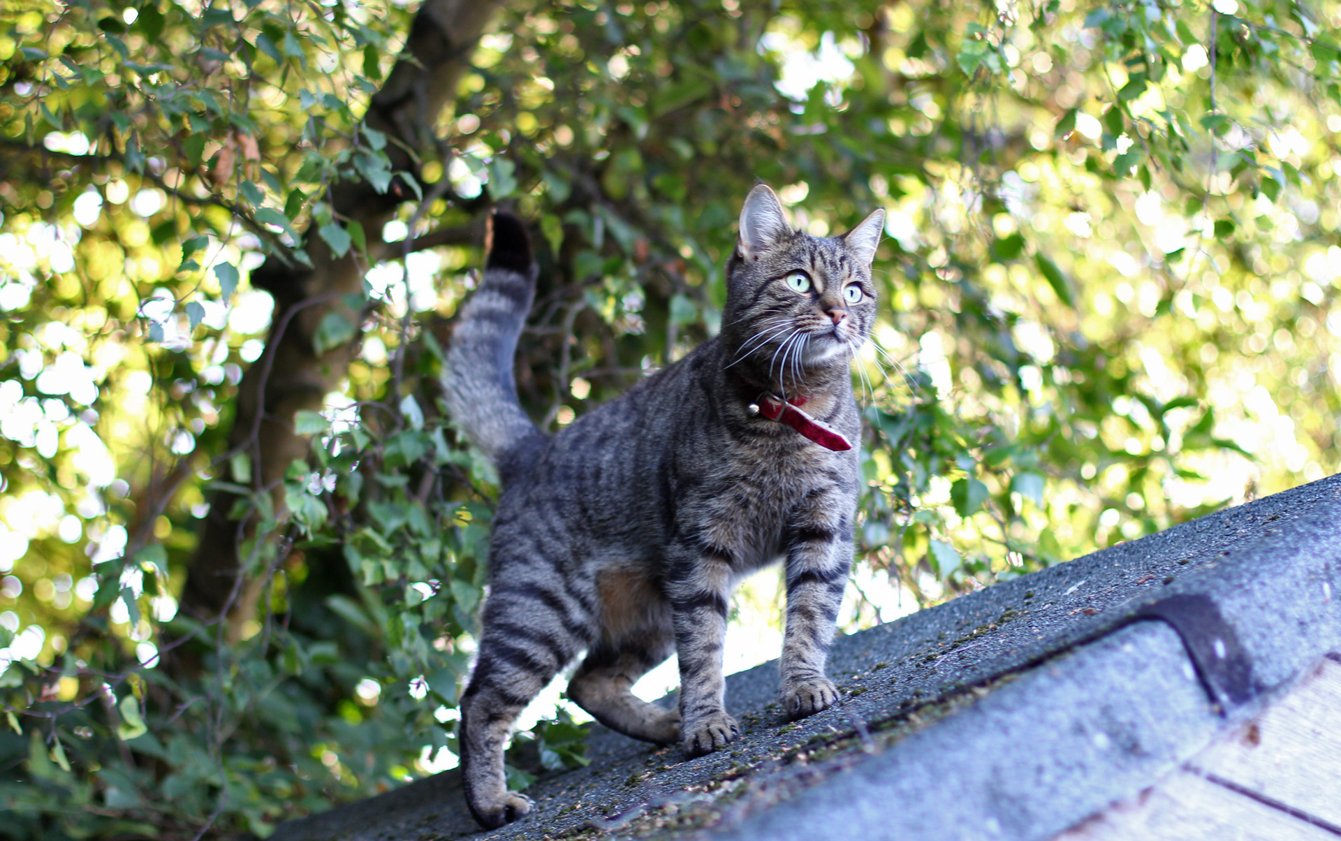 cat walking alone