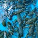 growing and storing crayfish