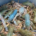 live crayfish photos