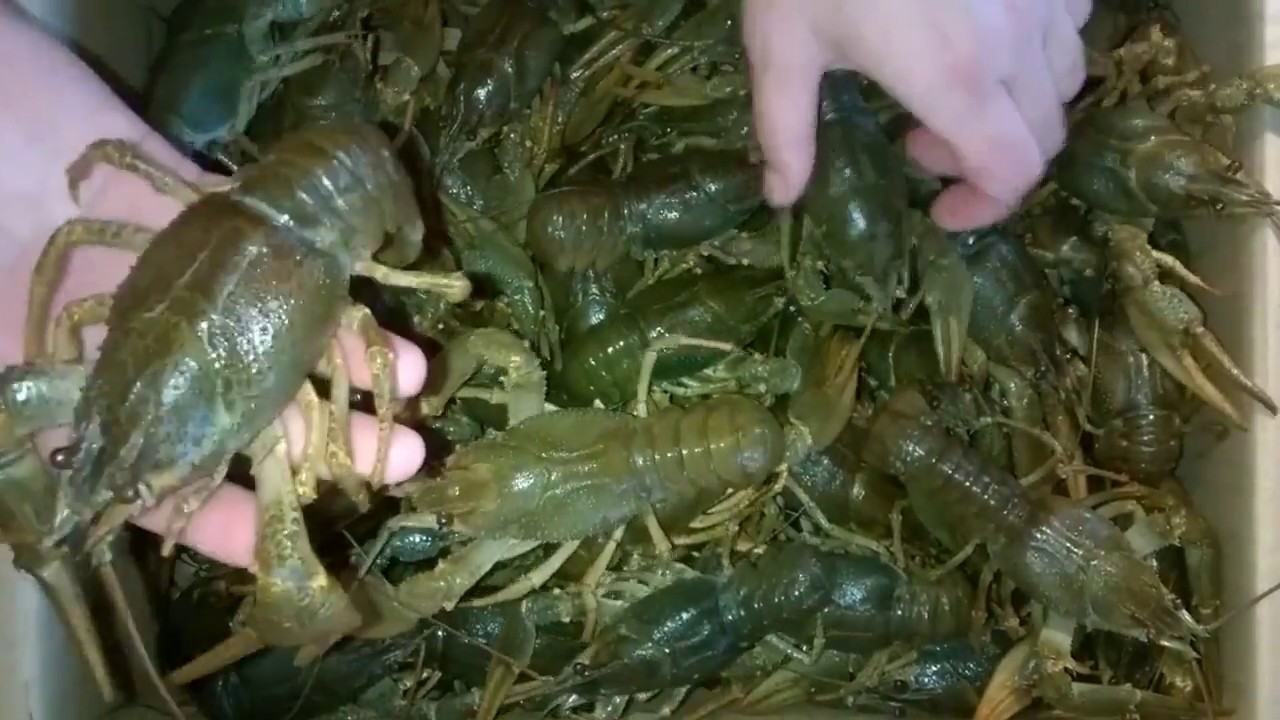 how to store live crayfish