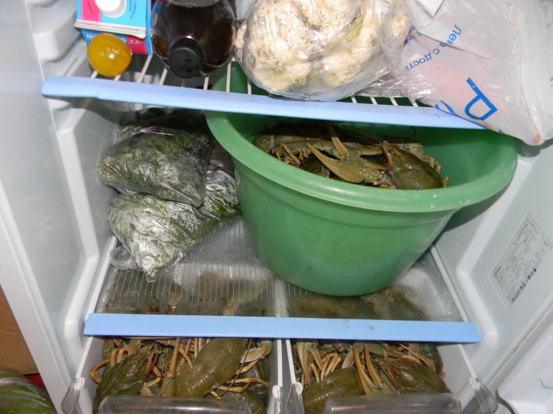 live crayfish in the refrigerator