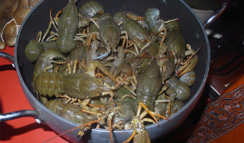 live crayfish