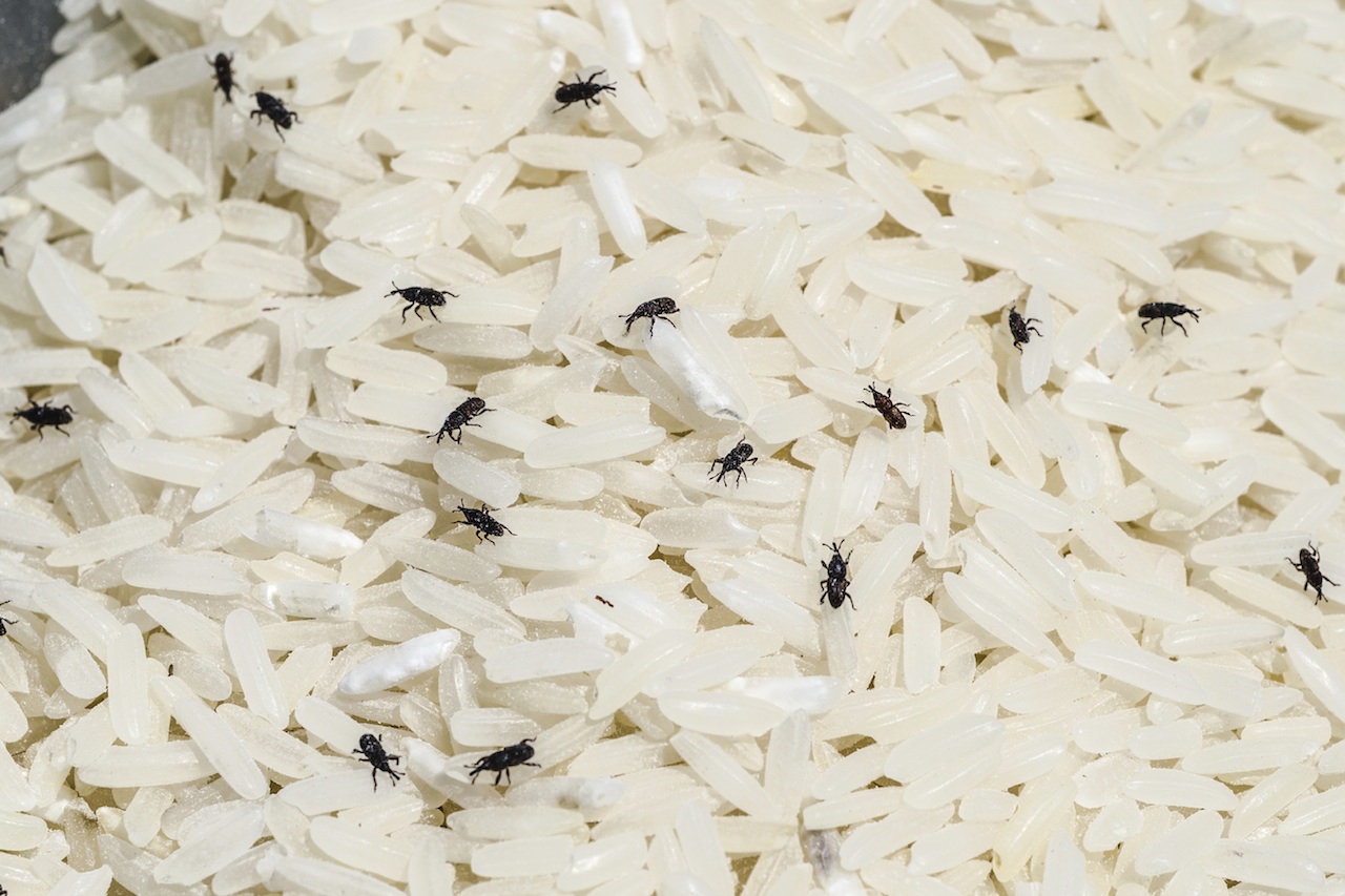 rice and beetles