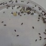 beetles in rice