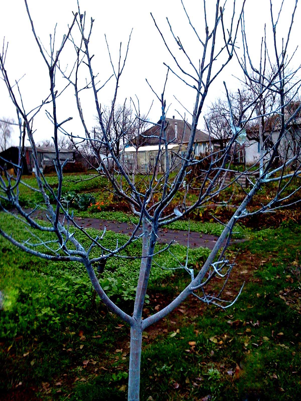 tree processing