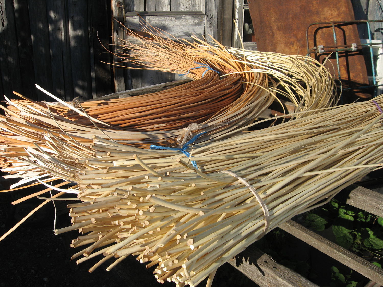 harvesting vines