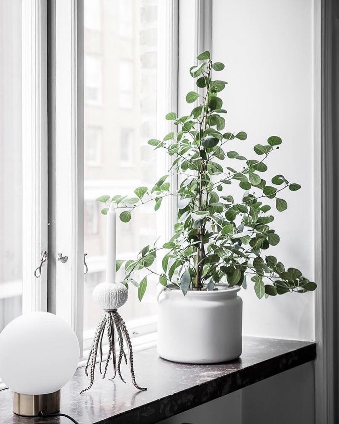 flowerpot on the windowsill