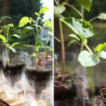 seedling pots from plastic bottles