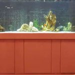 ordinary aquarium stand