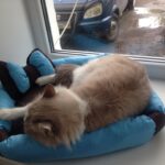 cat bed blue