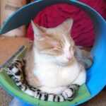 round cat bed