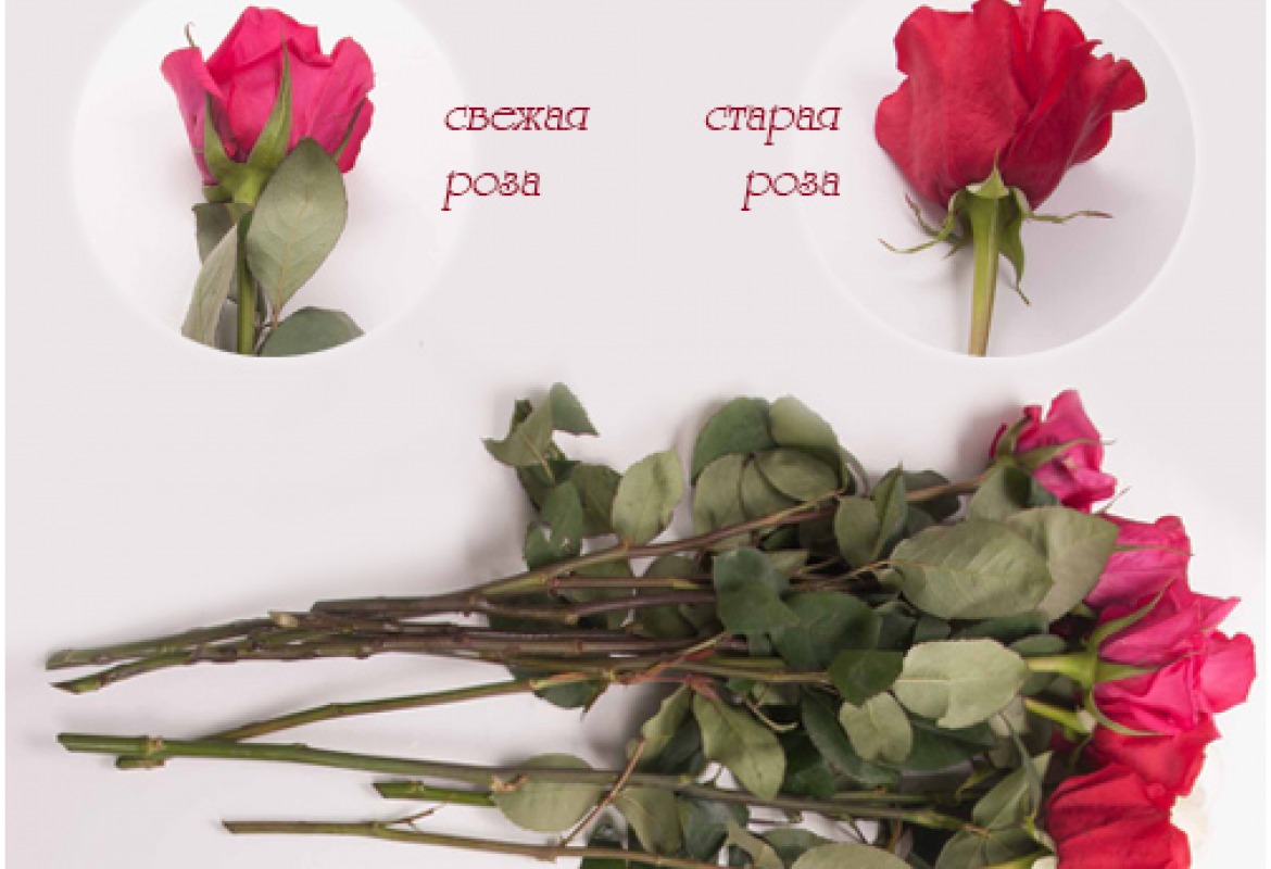 how to choose roses