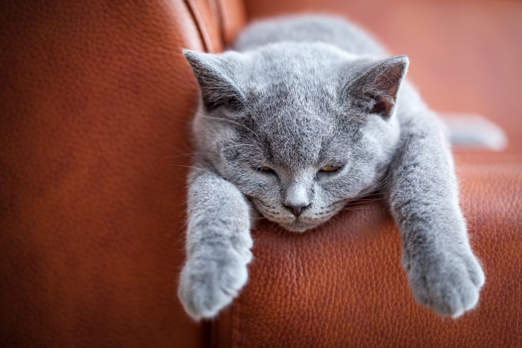 cat on a leather sofa photo