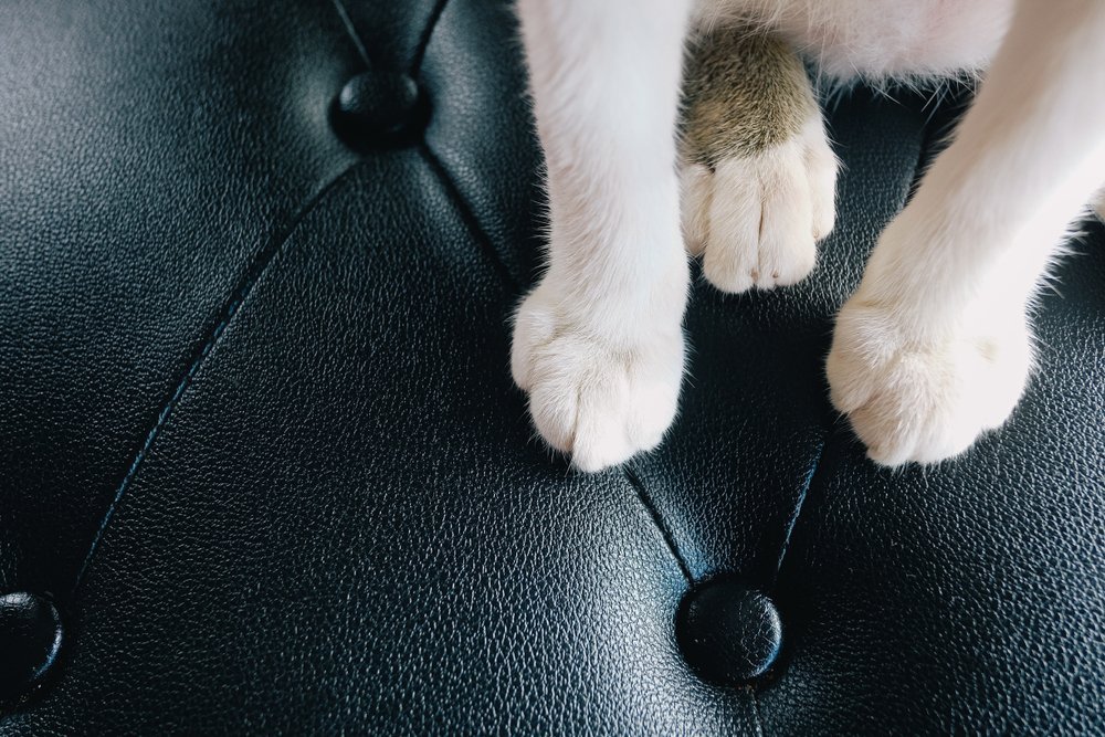 cat on a leather couch