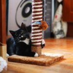 black and white cat with a scratching post