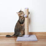 a cat with a scratching post sharpens its claws