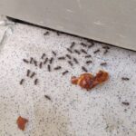 ants in the bathroom