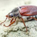 beetle in the bathroom