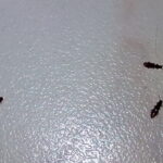 flour beetles in the house