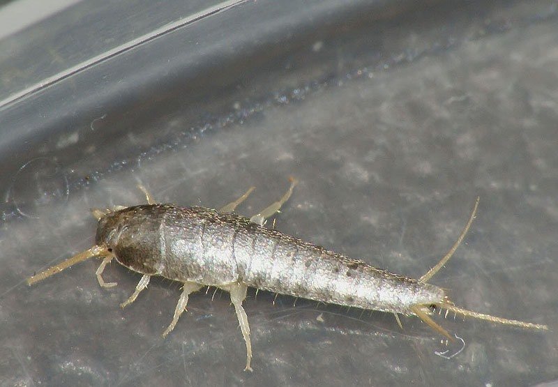 white bugs in the bathroom