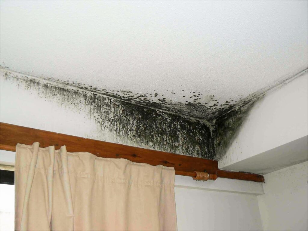 mold in the bathroom