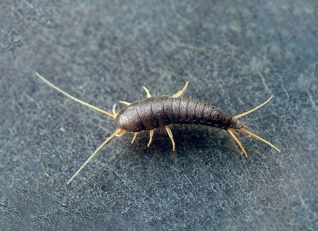 wood lice in the bathroom