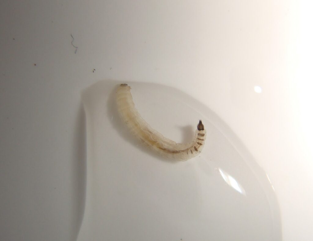 worms in the bathroom