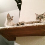 wall shelves for cats photo decor