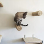 wall mounted shelves for cats decor ideas