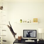 wall shelves for cats interior photo