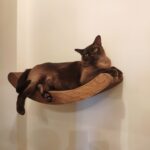 wall mounted shelves for cats interior ideas