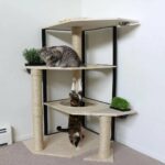 wall shelves for cats decoration photo