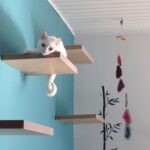 wall mounted shelves for cats ideas