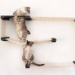 wall shelves for cats decoration ideas