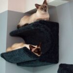 wall mounted shelves for cats options ideas