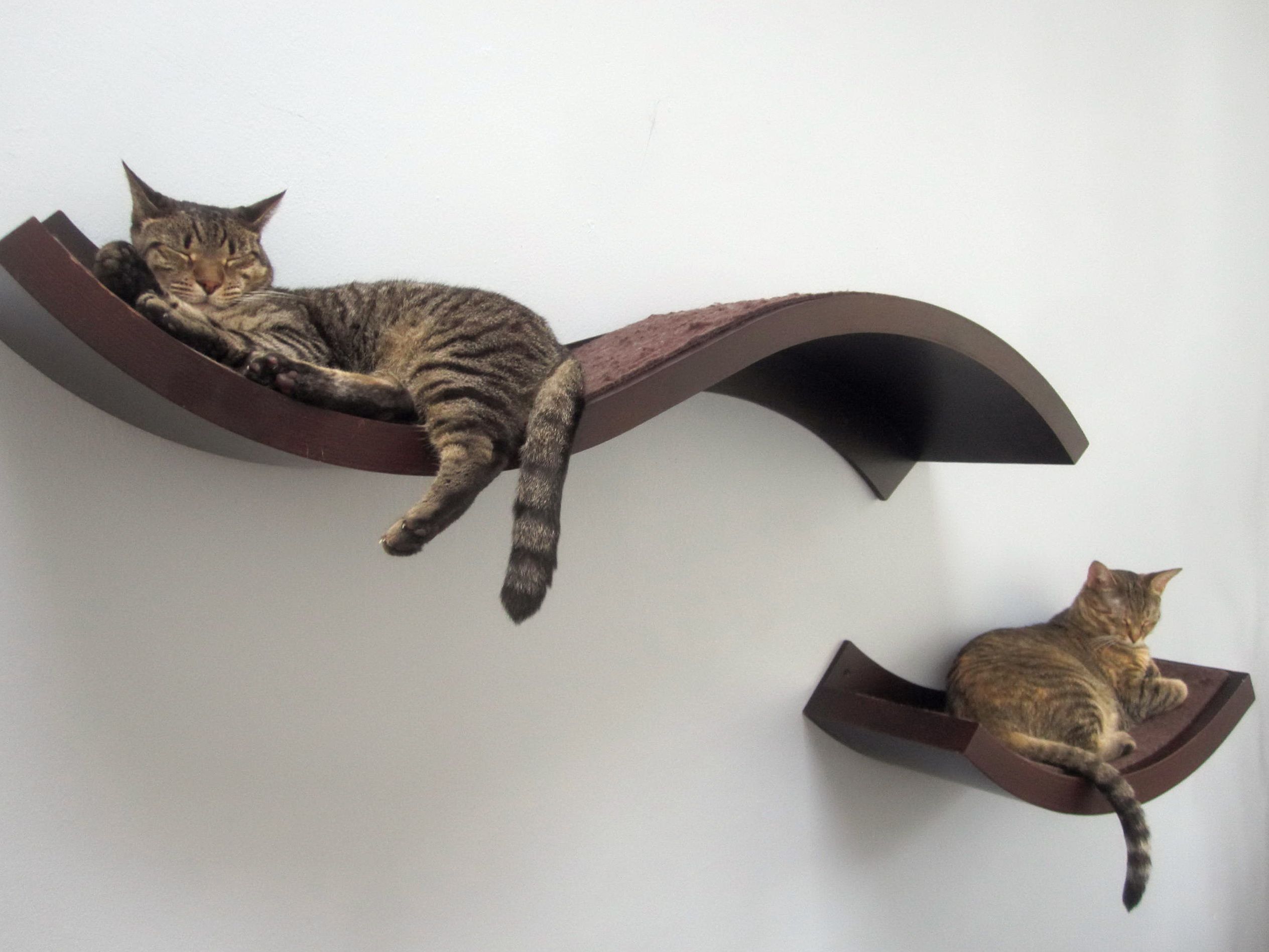 wall shelves for cats photo design