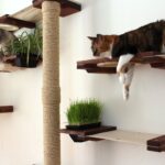 wall shelves for cats photo ideas