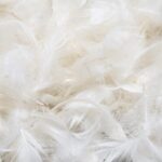 plumes et duvet