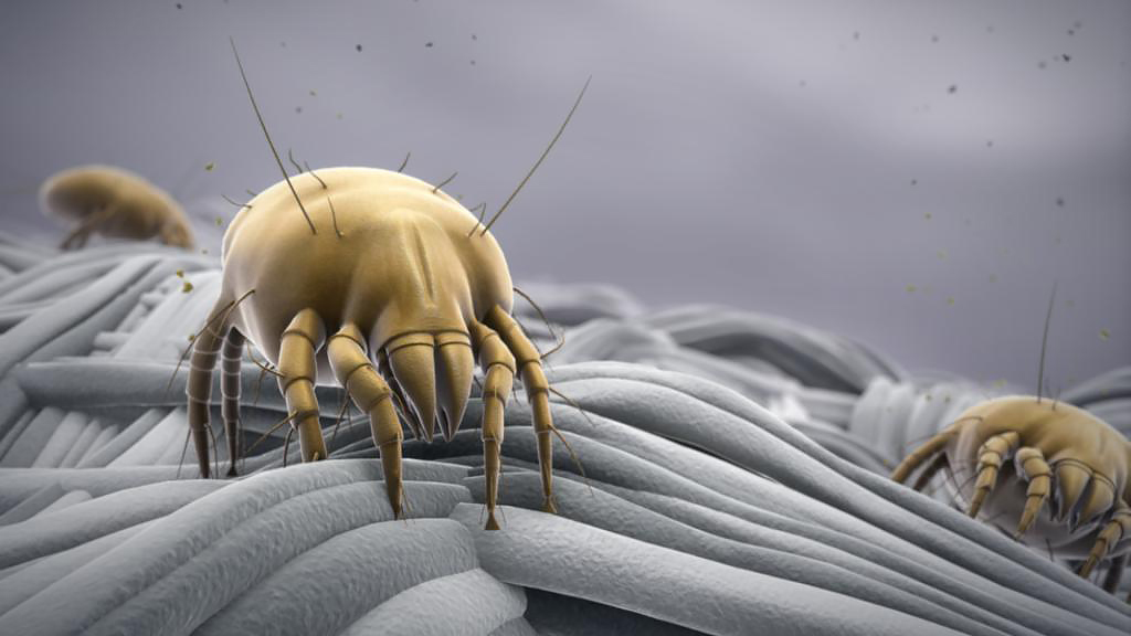 dust mite